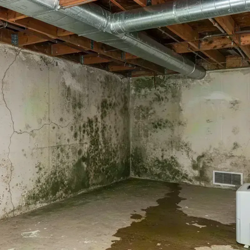 Professional Mold Removal in Vale, OR